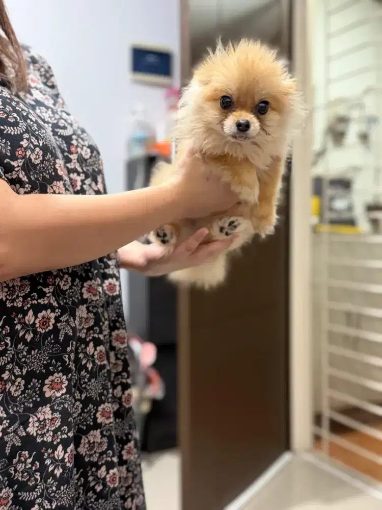 Super Minipom pomeranian betina