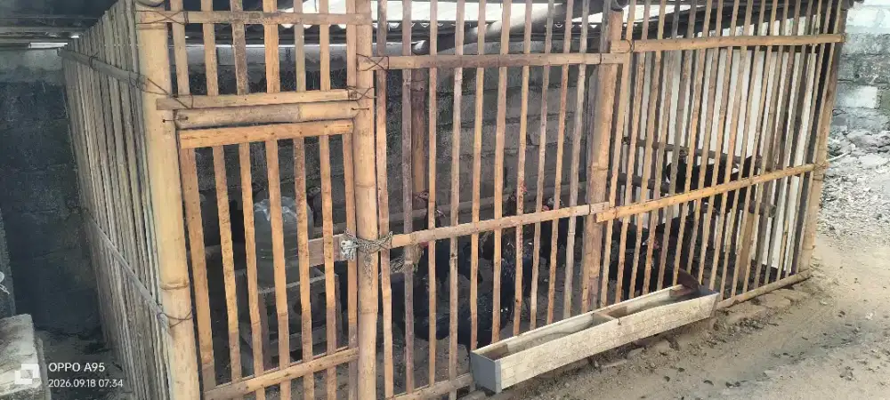 Jual Ayam Kampung