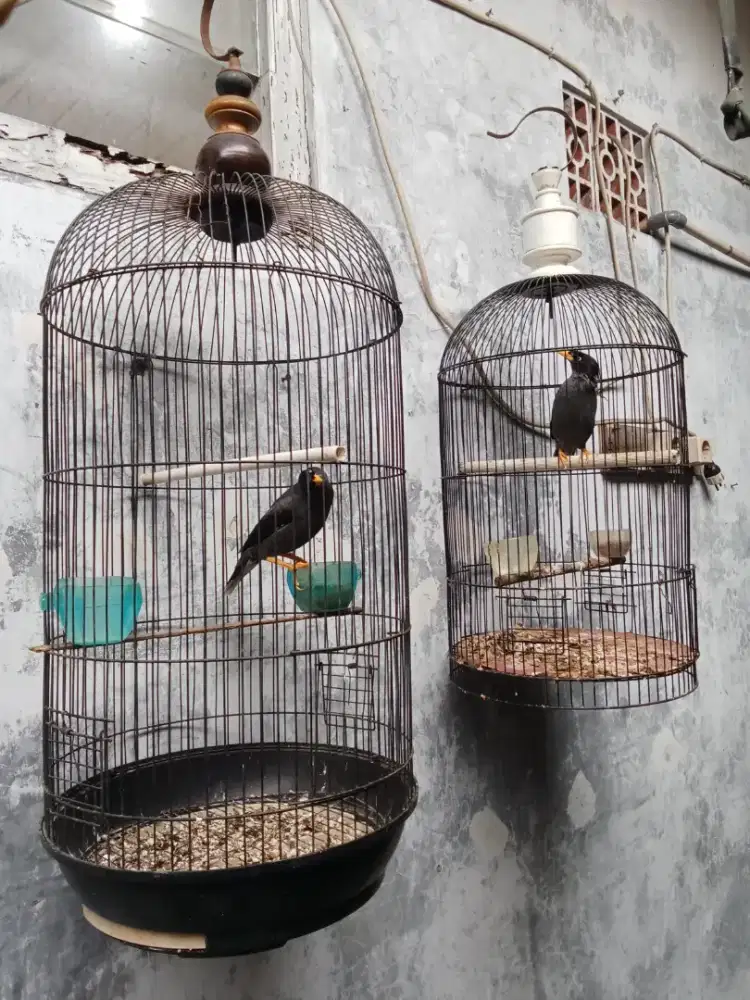 2 ekor Jalbo + kandang