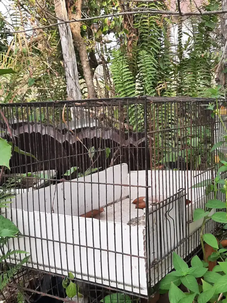 Kandang kucing/ burung