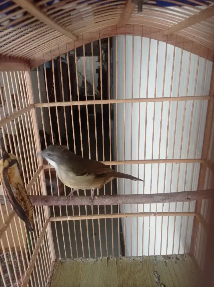 cucak jenggot rajin bunyi