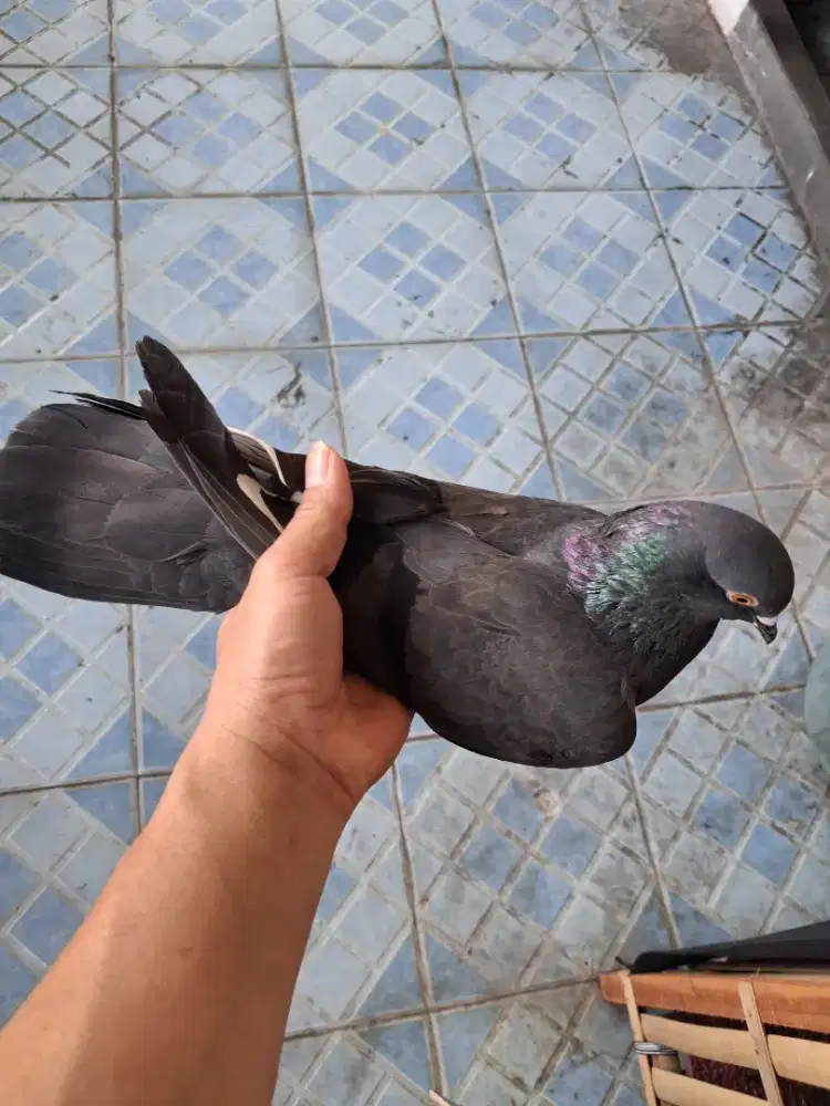 Jual merpati dara