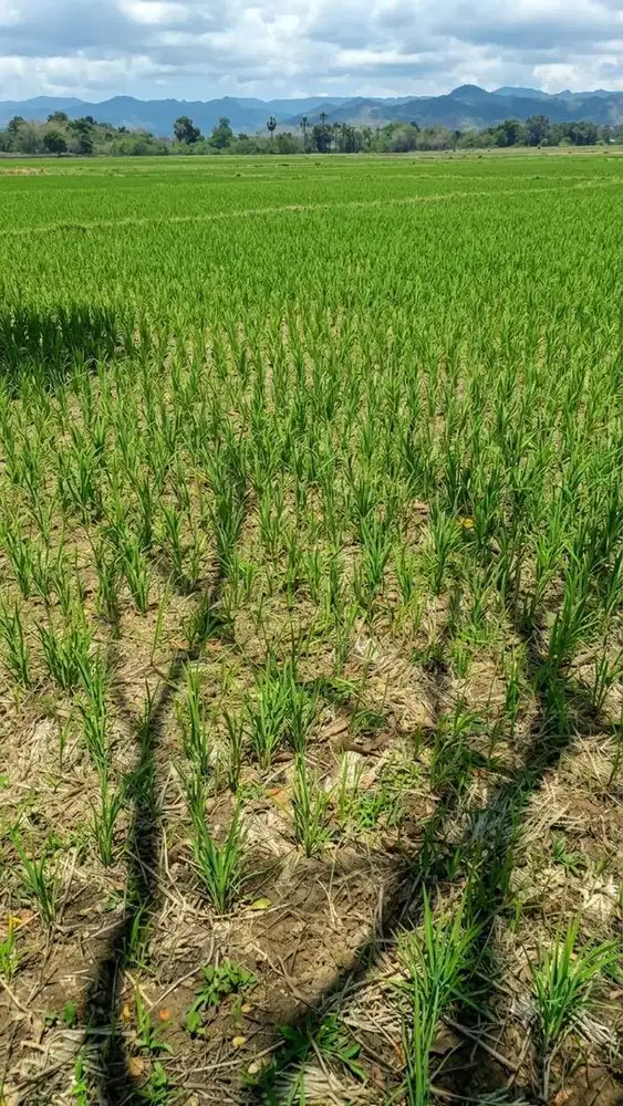 DIJUAL TANAH SAWAH PRODUKTIF DI SOPPENG (SULAWESI SELATAN)