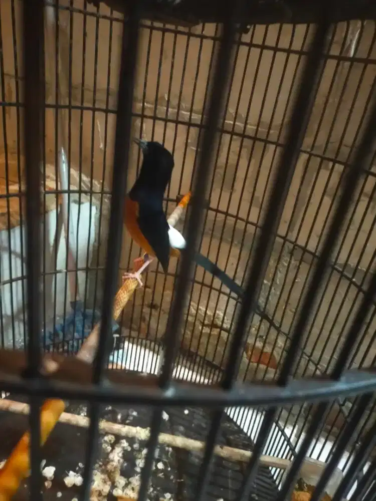 Burung murai gacor