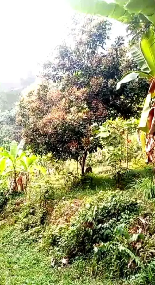 “50 JUTA DAPAT 4.000 M²?! TANAH LUAS DI RUMPIN BOGOR!”