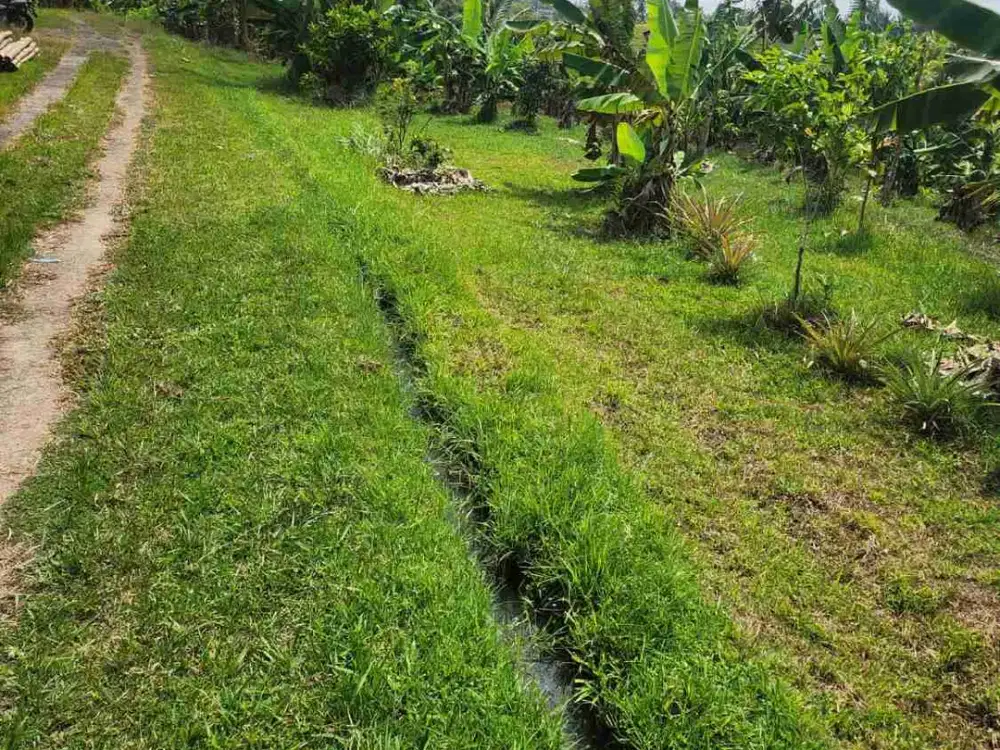 Dijual Tanah Sawah kering Yg sudah ditanami Buah Buahan Dan Sudah ada beberapa Villa di seberang nya Sangat Cocok untuk investasi di Selemadeg Barat Tabanan Bali