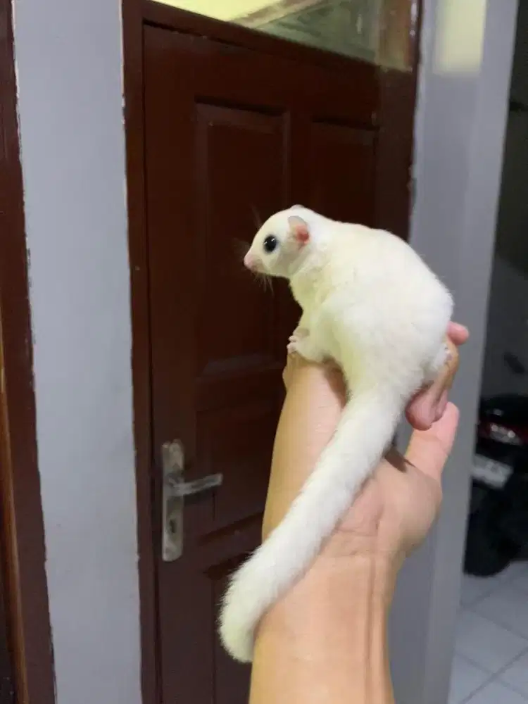 sugar glider joey