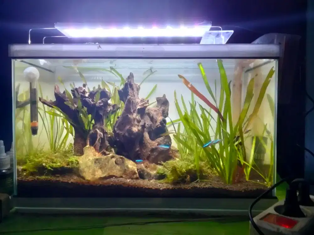 Jual aquascape 40x20x25