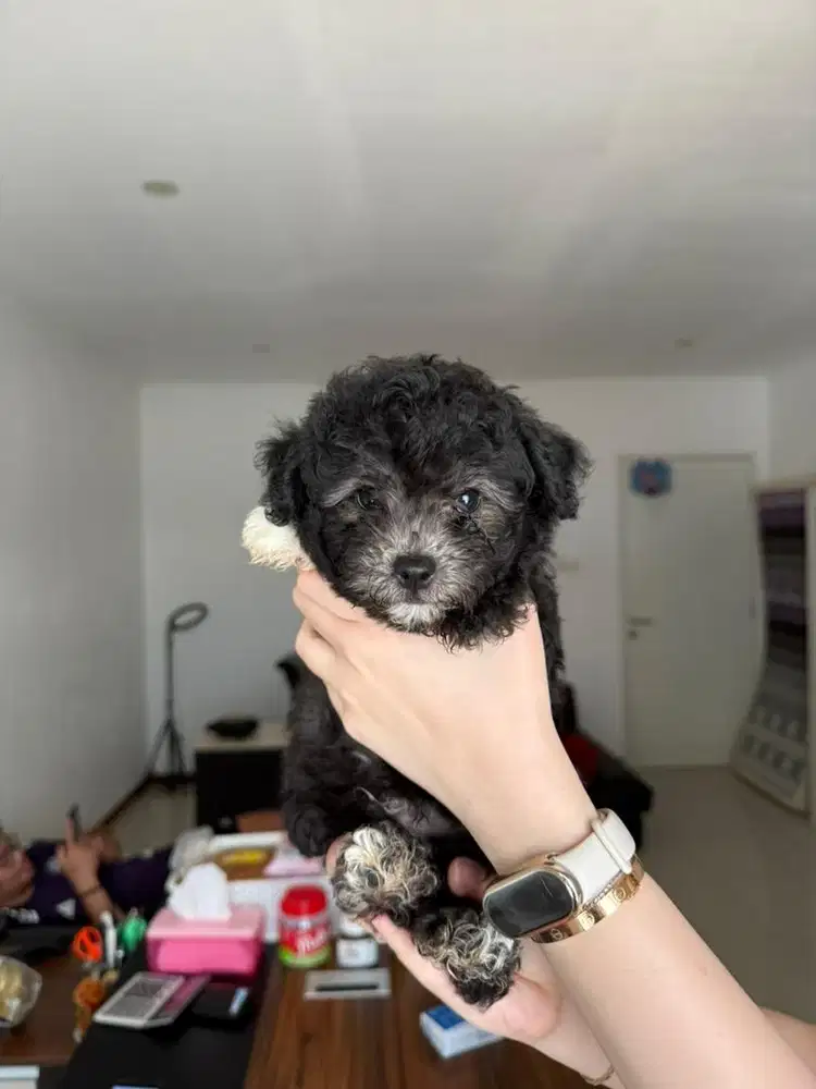 Tiny poodle silver male