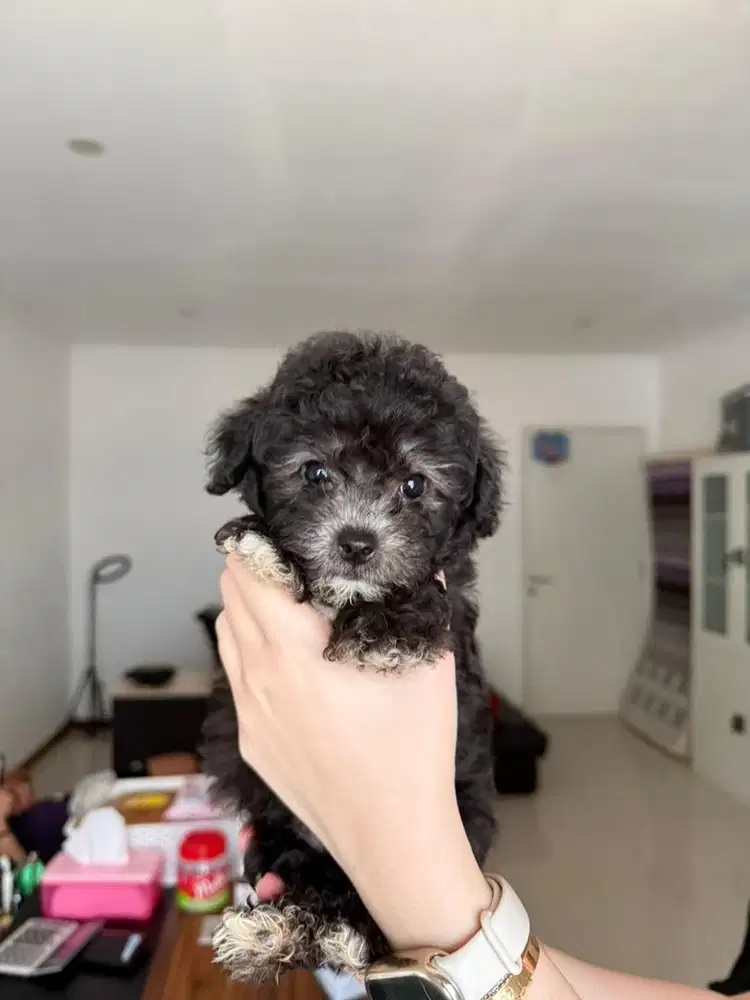 Tiny poodle silver male
