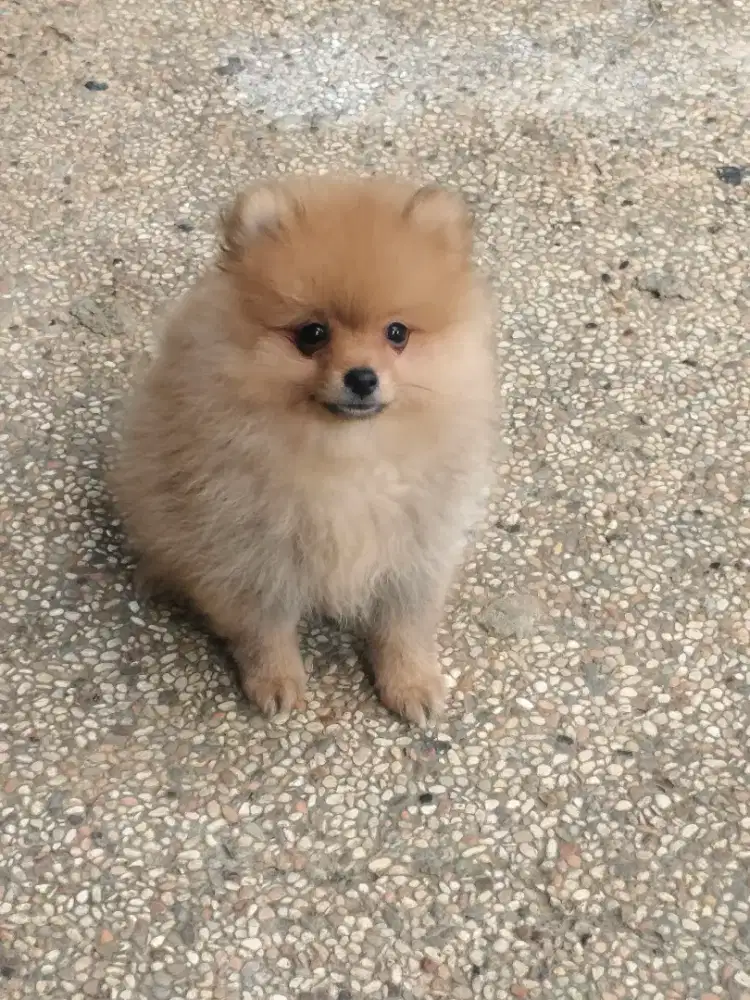 Minipom Pomerian