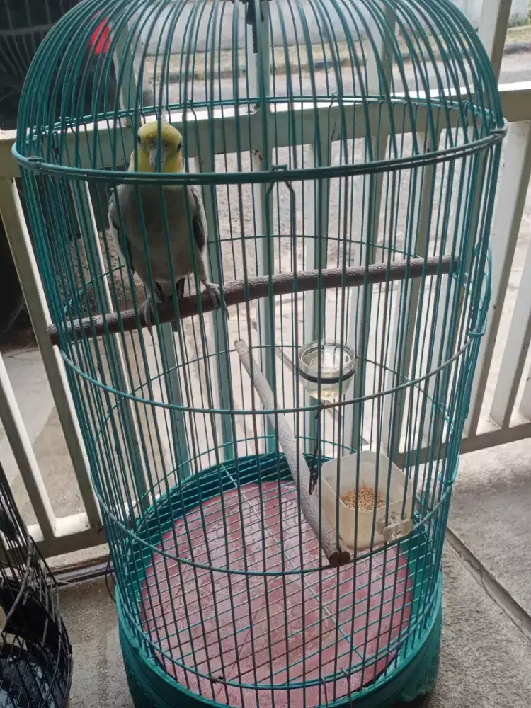 Burung Falk Australia