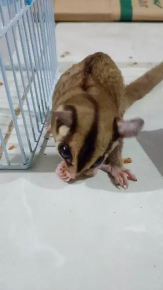 Sugar glider jantan