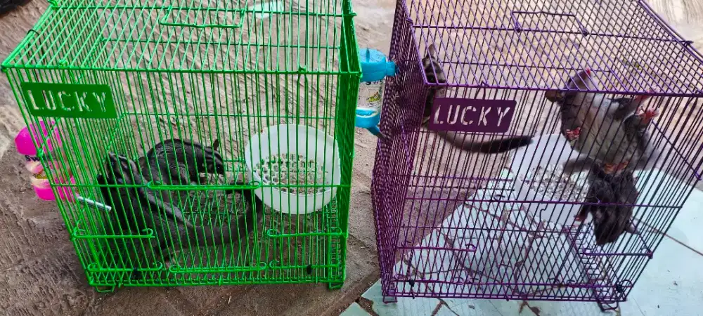 Sugar Glider Classic Grey Fullset borongan