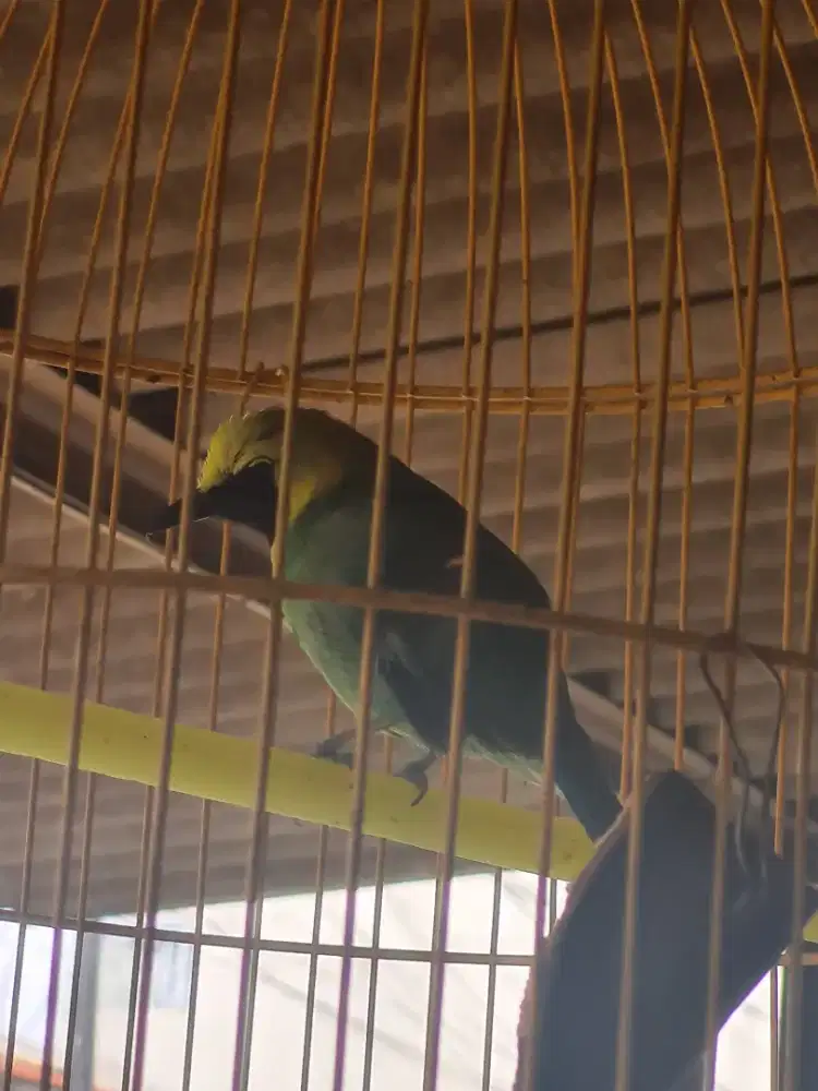 Burung KICAU Kuning