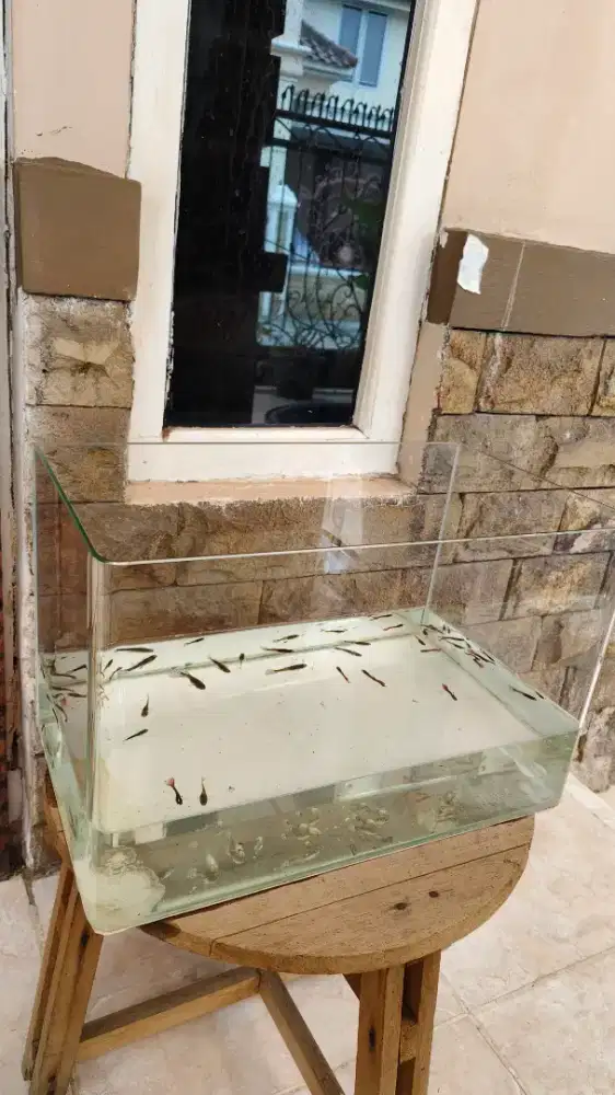 Akuarium ikan hias kaca uk. 40 x 25 x 24