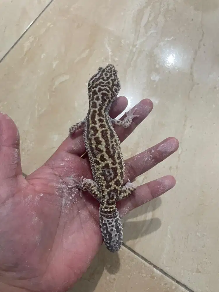 Gecko macksnow remper female