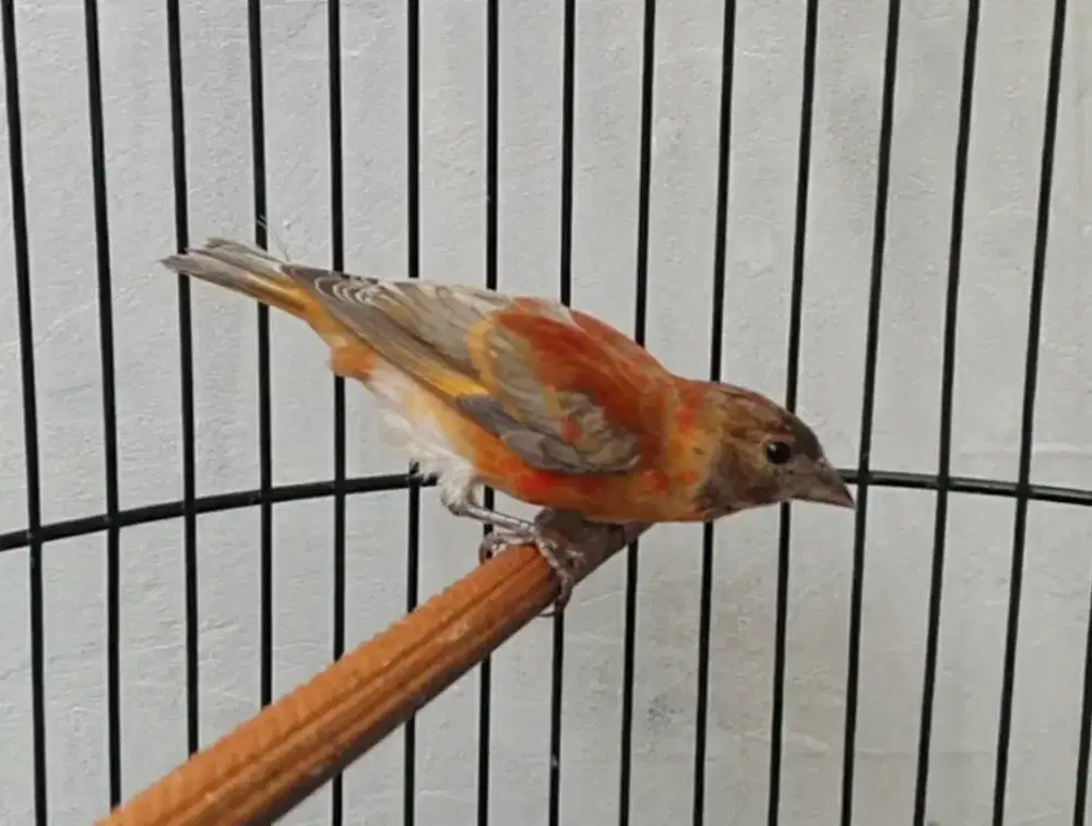 Red siskin dilute jantan