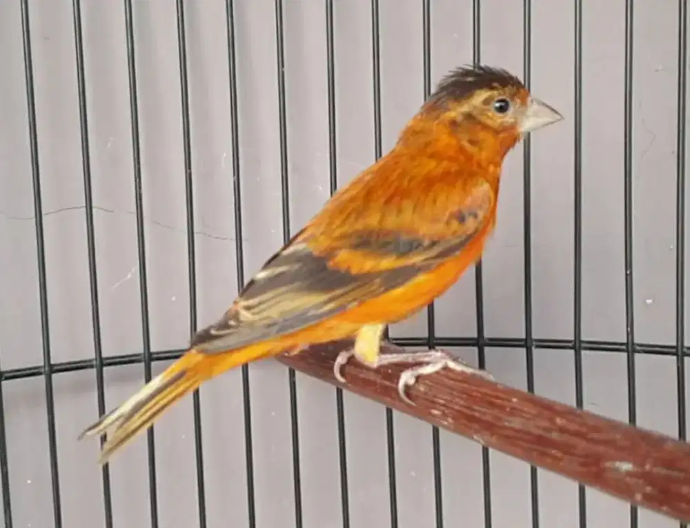 Burung mule silangan siskin x kenari