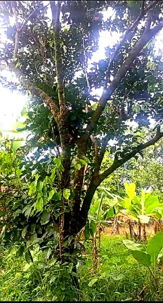 KEBUN PRODUKTIF 1,4 HEKTARE — CUMA Rp220 RB/m²!