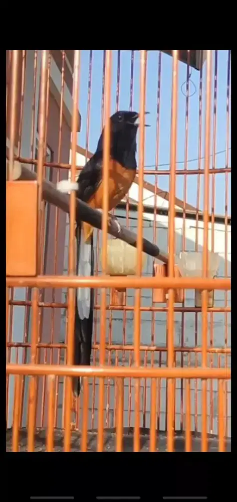 Murai Batu Non Gembung Prestasi