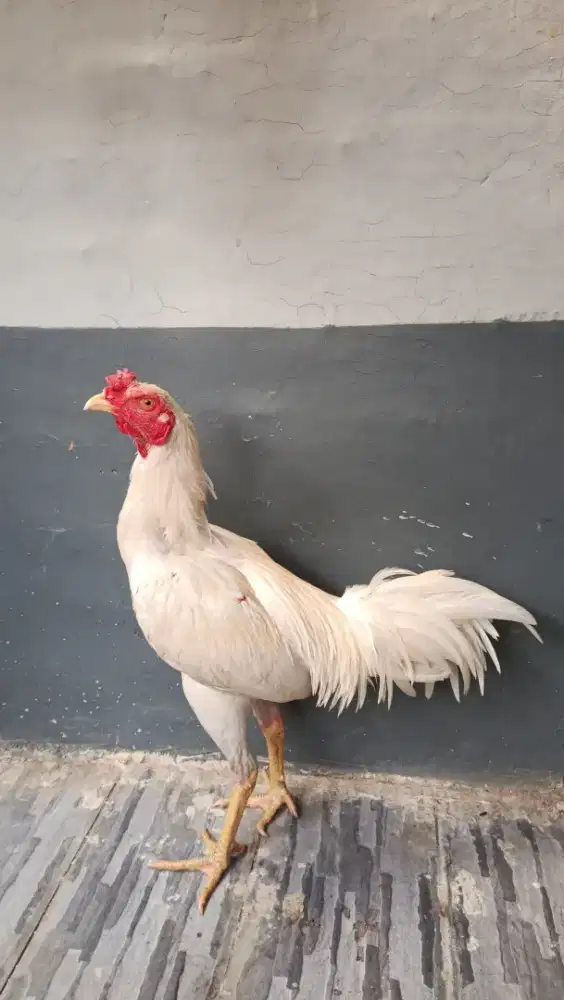AYAM MANGON PUTIH TEMBUS USIA 6 BULAN