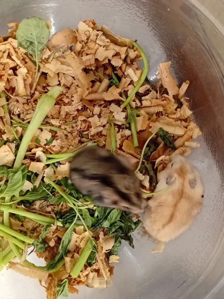 Hamster Winter White