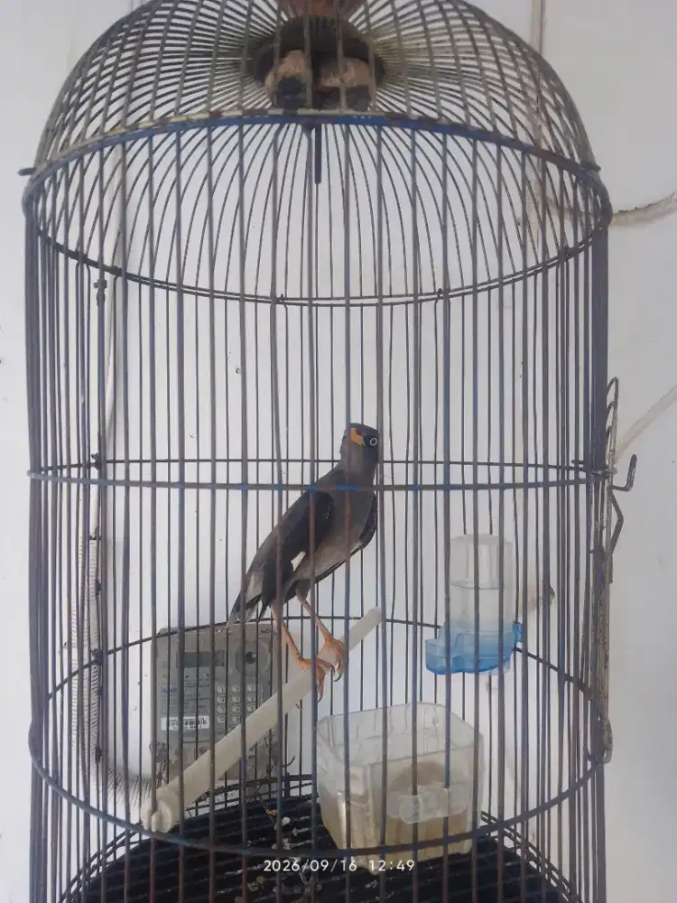 Jalak kebo maput