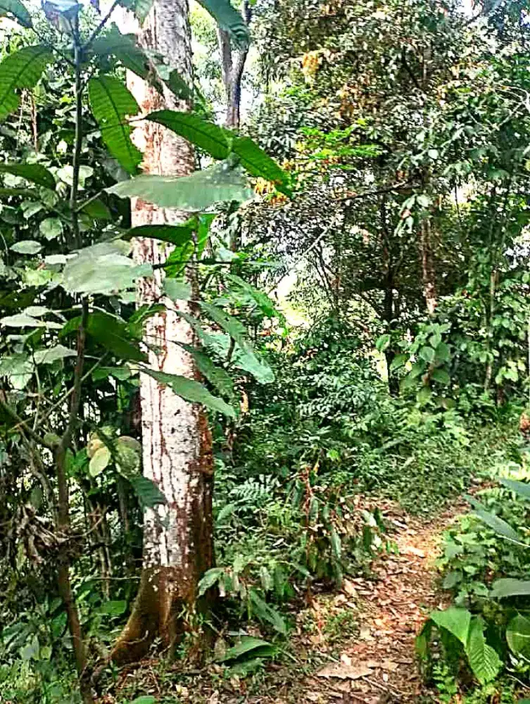 KEBUN PRODUKTIF 3.500 M², PENUH POHON BUAH — CUMA 250 JUTA