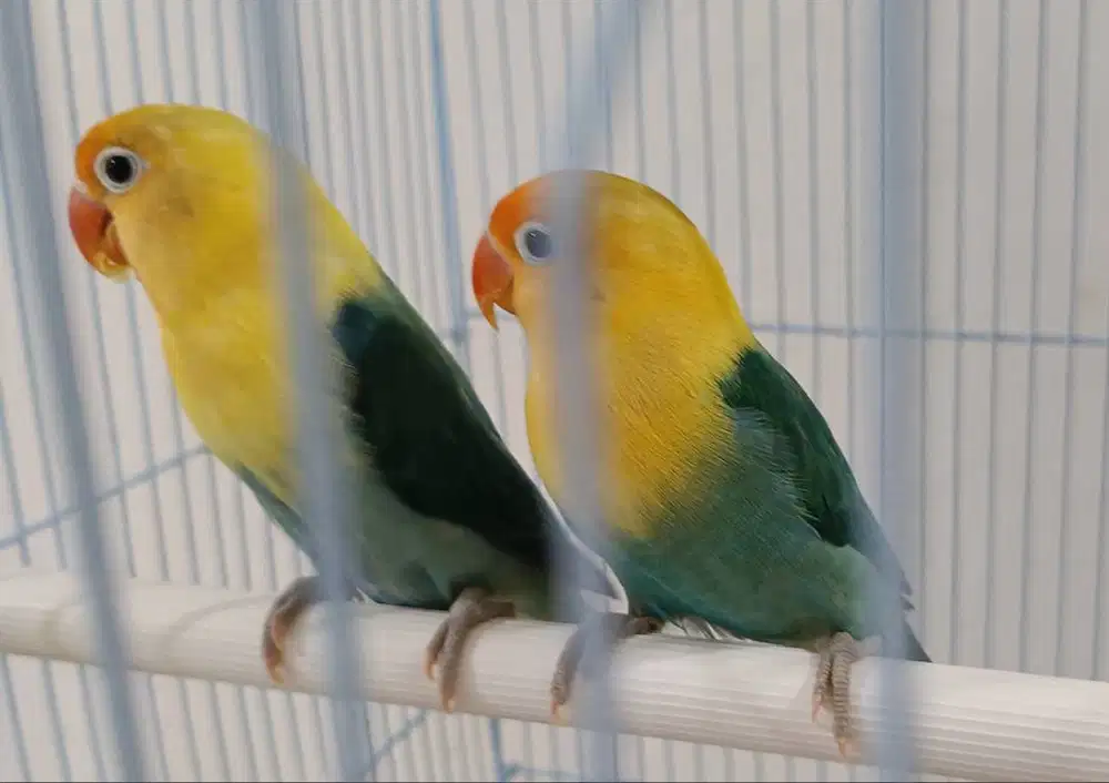 burung lovebird PB di Medan.