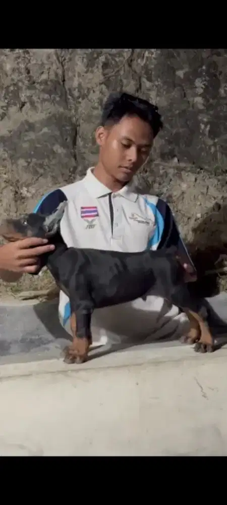 Doberman showline champ
