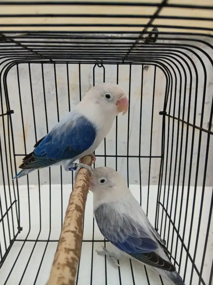 Sepasang Lovebird Biola Euwing Violet Dewasa.