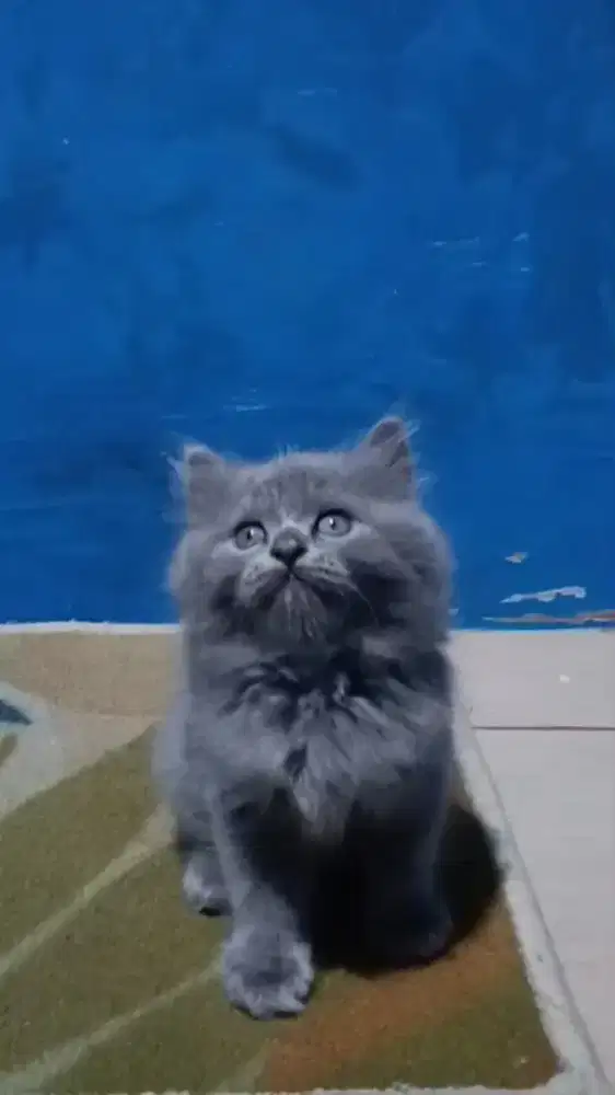 Ready kitten Persia