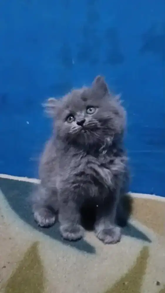 Ready kitten Persia