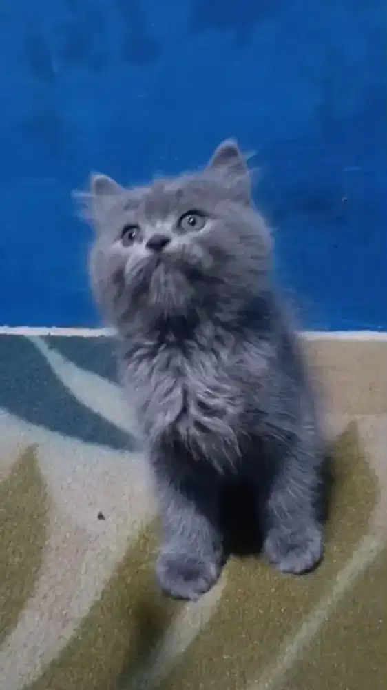 Ready kitten Persia
