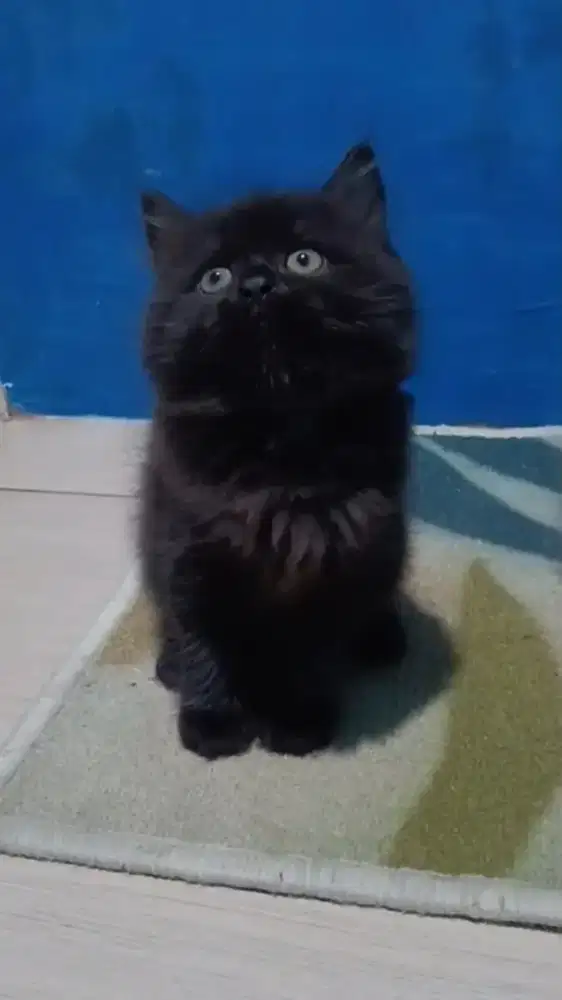 Ready kitten Persia