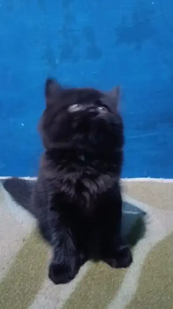 Ready kitten Persia