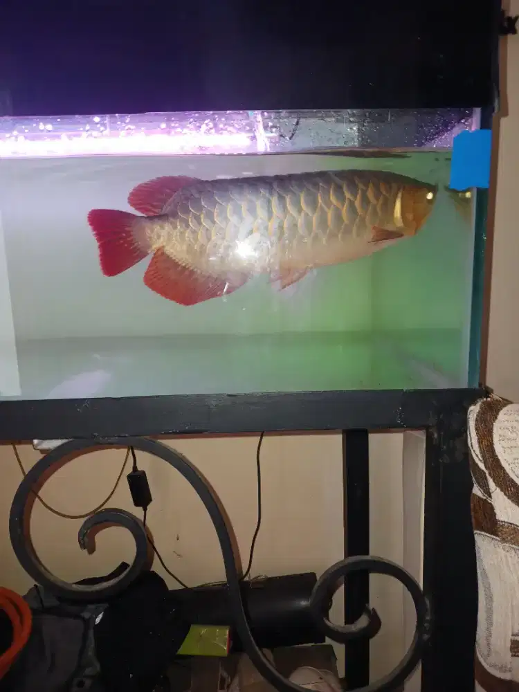 Jual ikan arwana super red