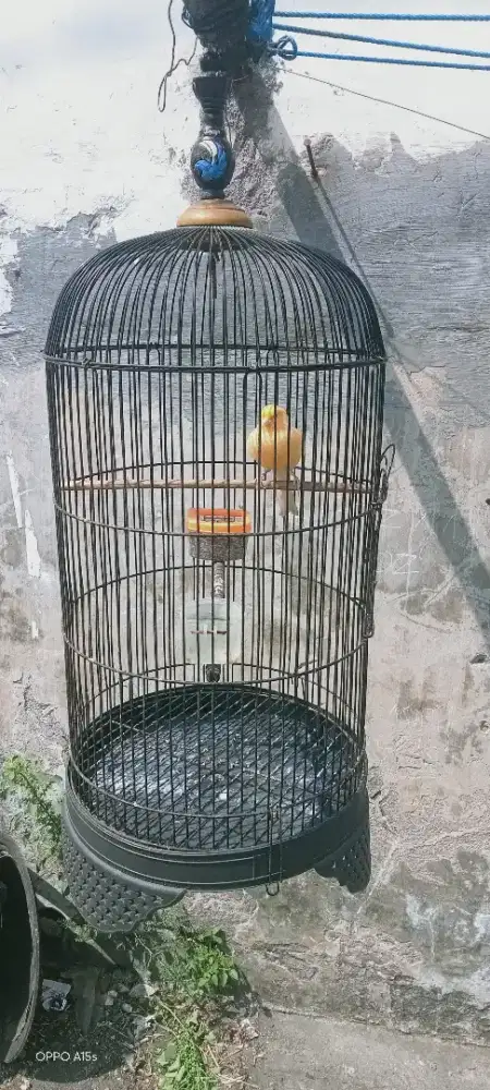 Burung kenari gacor F1 + Sangkar