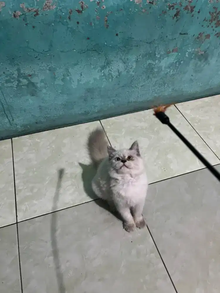MIX RAGDOLL 3,5 BULAN