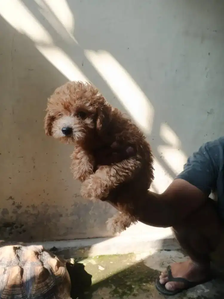 Anak Anjing Poodle Jantan Betina