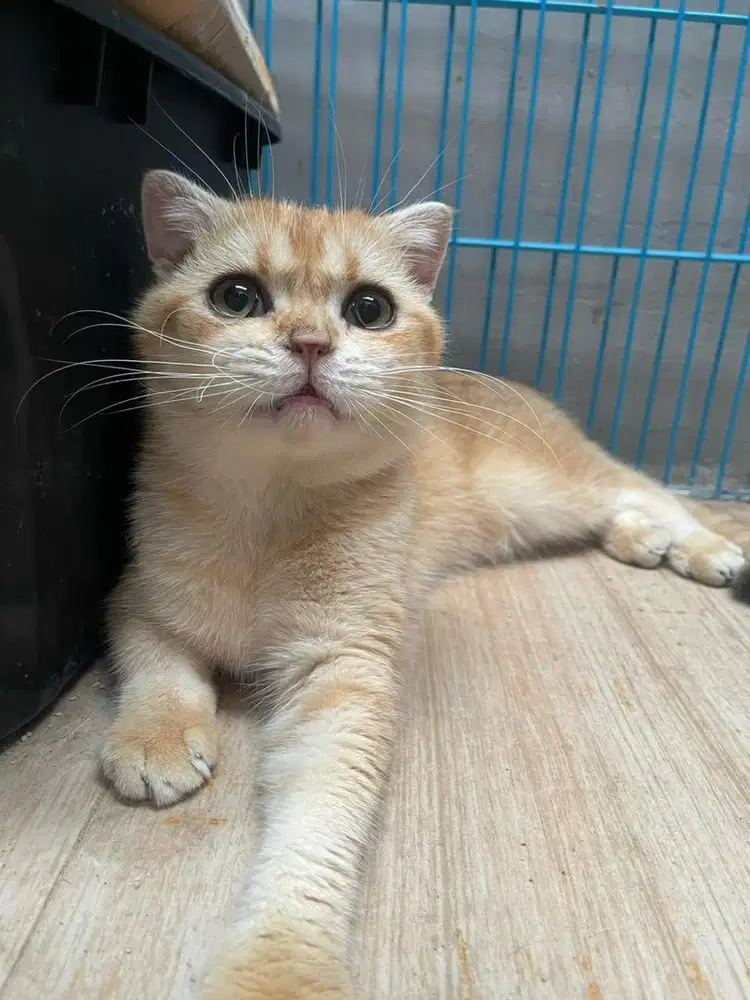 Kucing sf golden Ny25