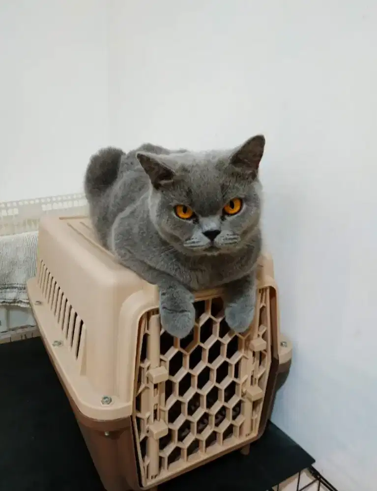 British shorthair ped CFA blue solid betina