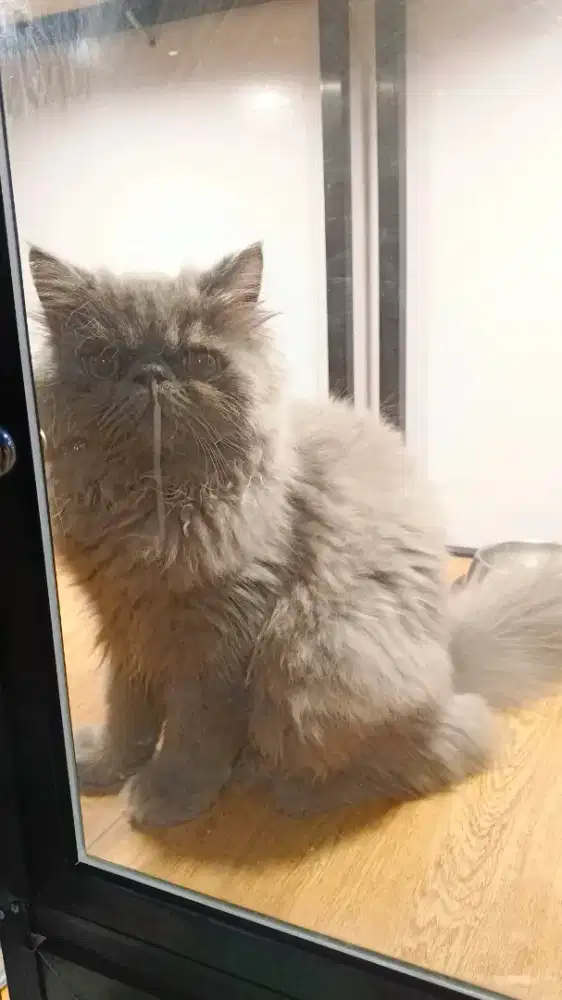 PEAKNOSE JANTAN LONGHAIR