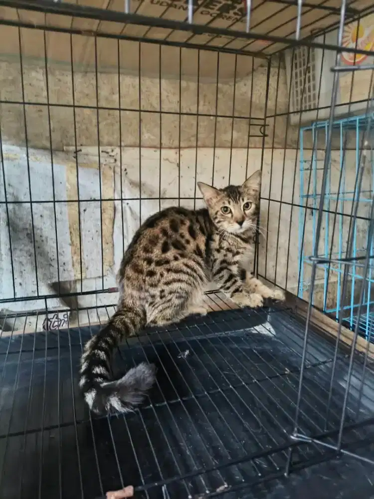 Kucing B E N G A L  6 bulan
