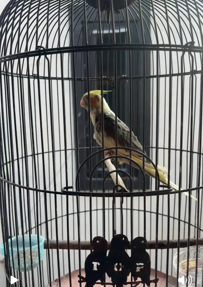 Burung Falk Australia