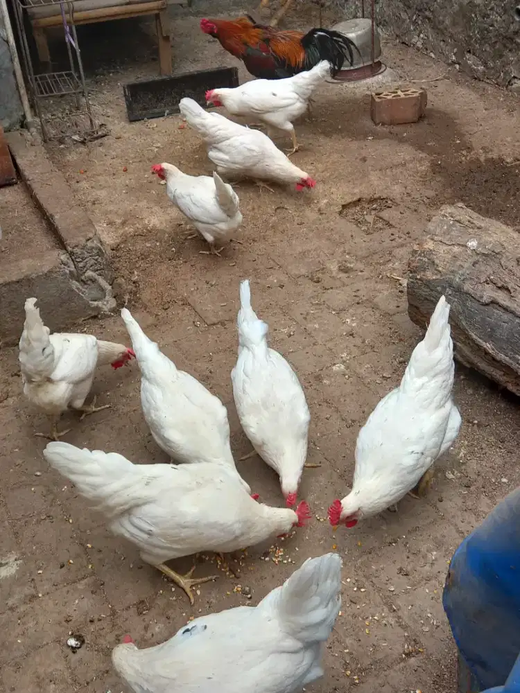 Ayam betina kampung.
