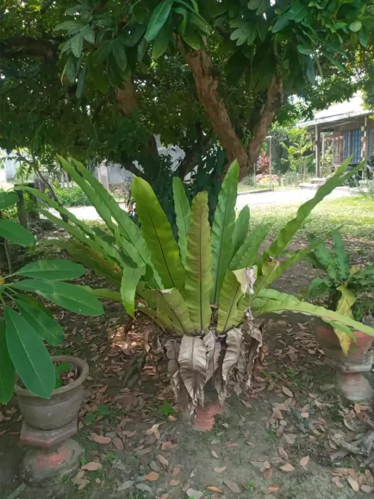 Dijual tanah hak milik sendiri