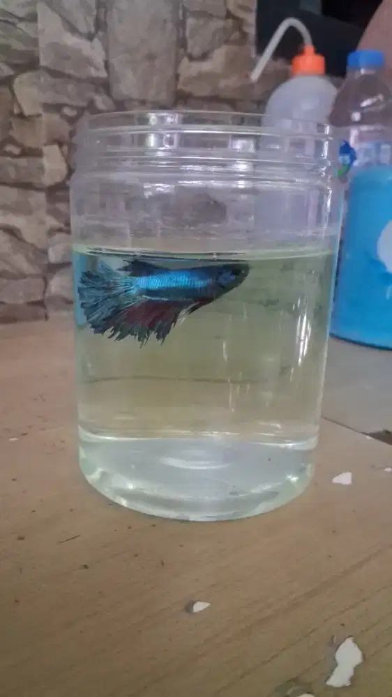 Ikan cupang biru