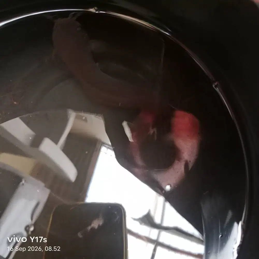 Ikan lele sapi murah
